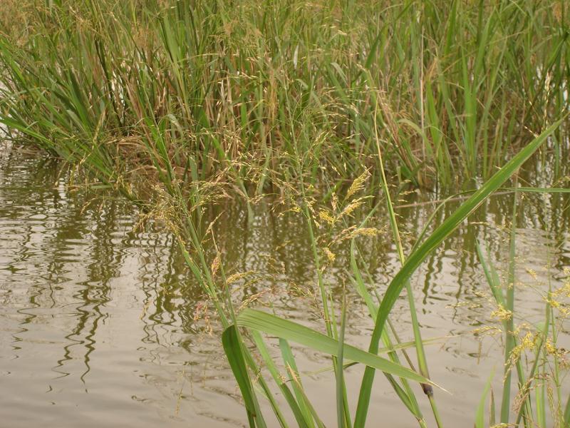 Wild Rice Outdoor Alabama